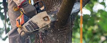 Lawn Maintenance Plans in Jacksonville, AL